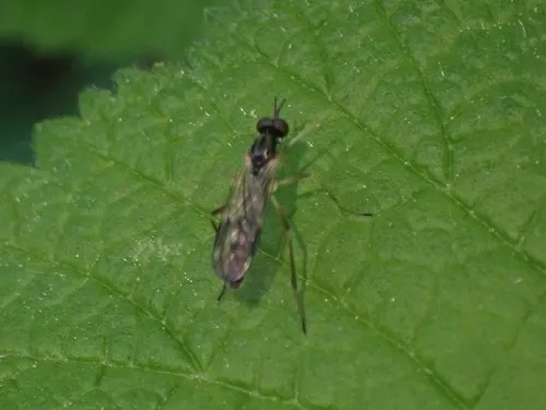 Xylophagus gracilis