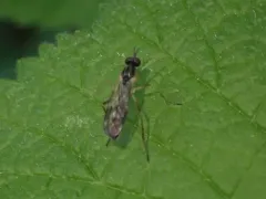 Xylophagus gracilis thumbnail 1