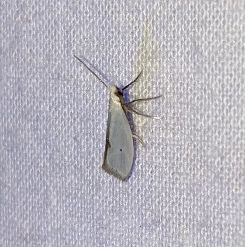 Eucalantica polita
