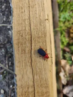 Chariessa elegans thumbnail 3