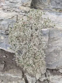 Watson's prickly phlox thumbnail 2