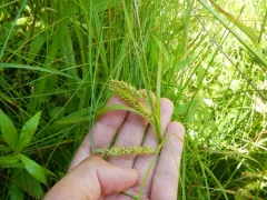 Schweinitz's Sedge thumbnail 2