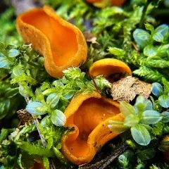 Spring Orange Peel Fungus thumbnail 3