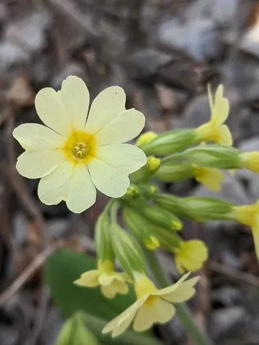 Oxlip
