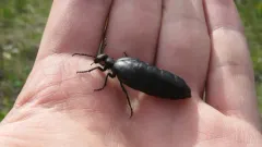Black Meloe thumbnail 2