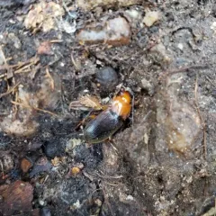 Red-headed Ground Beetle thumbnail 2