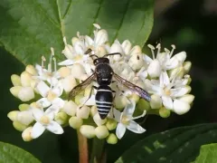Euodynerus planitarsis thumbnail 1