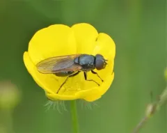 Buttercup Blacklet thumbnail 3