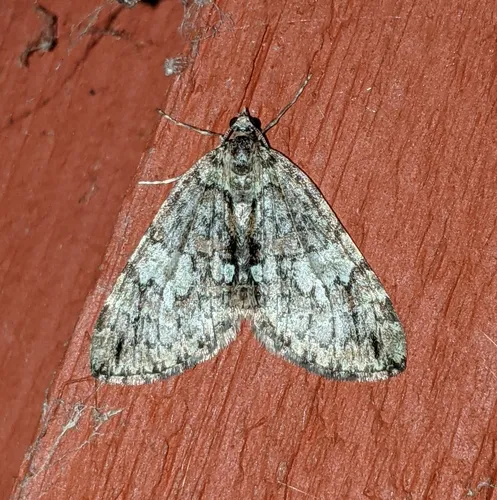 Furious Carpet Moth