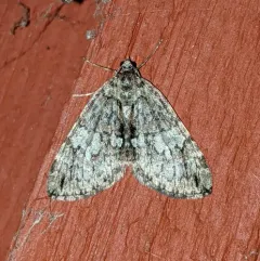 Furious Carpet Moth thumbnail 1