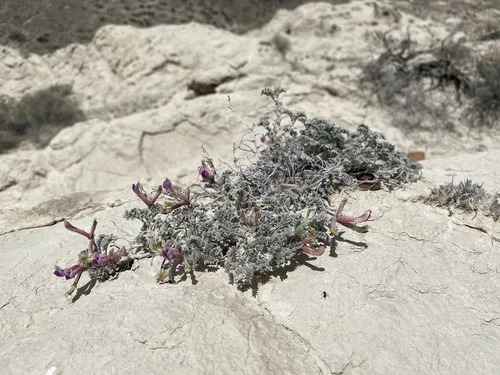 Cobblestone Milkvetch