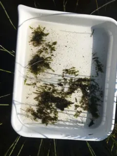 Dwarf Stonewort thumbnail 1