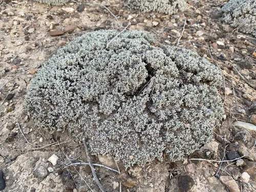 Shockley's Buckwheat