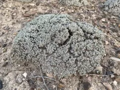 Shockley's Buckwheat thumbnail 1