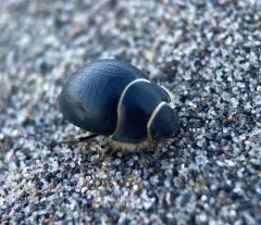 Eusattus muricatus thumbnail 1