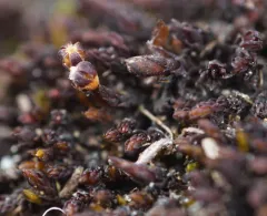 Black Rock Moss thumbnail 2