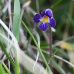 oneflower broomrape thumbnail 4