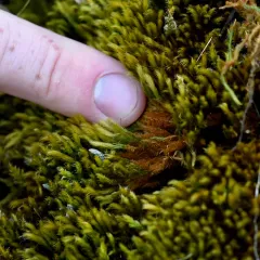 Menzies' anacolia moss thumbnail 2