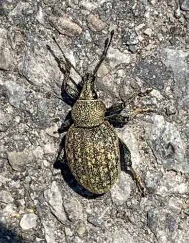 Alfalfa Snout Beetle