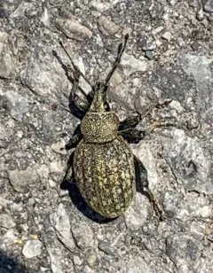 Alfalfa Snout Beetle thumbnail 1