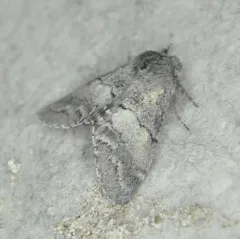 Lintner's Gluphisia Moth thumbnail 2
