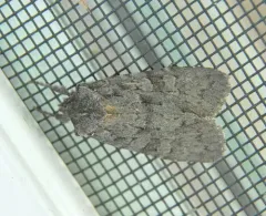 Lithophane lepida thumbnail 3