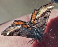 Red-winged Wave Moth thumbnail 2