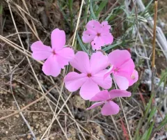 Sticky Phlox thumbnail 3
