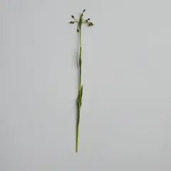 hairy woodrush thumbnail 3
