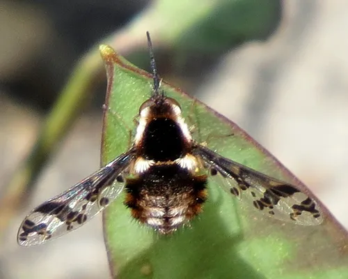 Bombylius pulchellus