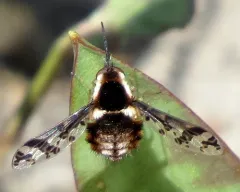 Bombylius pulchellus thumbnail 1