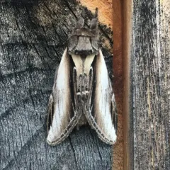 Black-rimmed Prominent thumbnail 4