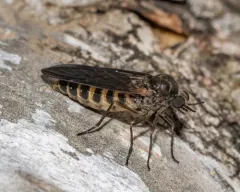 Axymyia furcata thumbnail 2