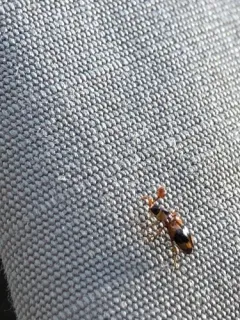 Phymaphora pulchella thumbnail 3