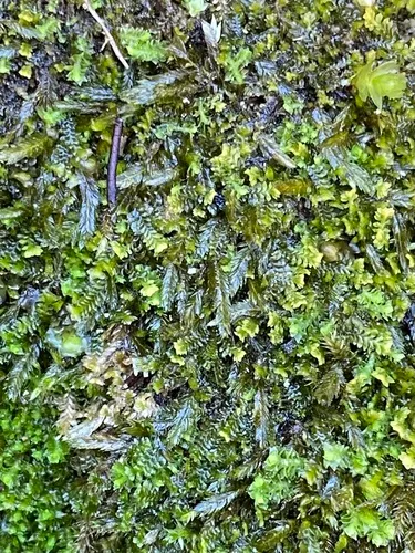 Mueller's Silk-moss
