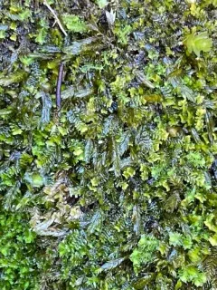 Mueller's Silk-moss thumbnail 1