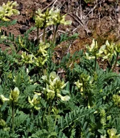 klamath milkvetch thumbnail 3