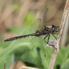 Common Baskettail thumbnail 3