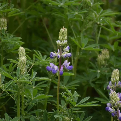 Riverbank Lupine