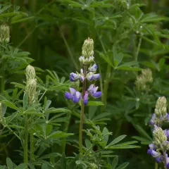 Riverbank Lupine thumbnail 1
