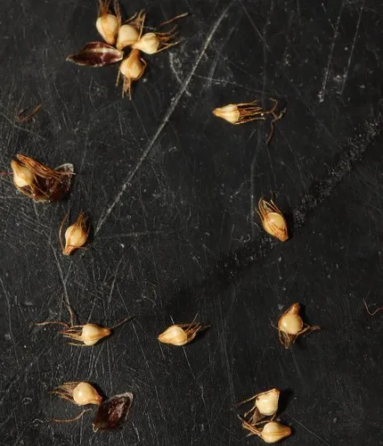 Ovate Spikerush