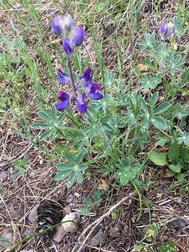 Fleshy Lupine