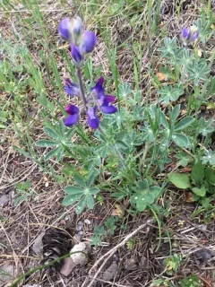 Fleshy Lupine thumbnail 1