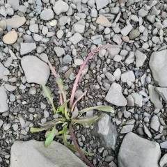 Heartleaf Plantain thumbnail 2