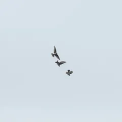 Violet-green Swallow thumbnail 4