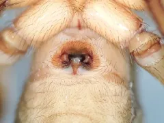 Morose Woodland Spider thumbnail 3