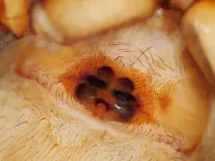 Common West Coast Woodland Spider thumbnail 2