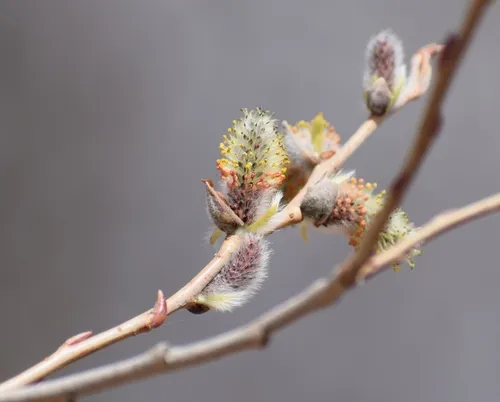 starved willow