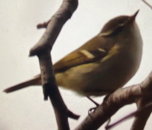 Yellow-browed Warbler