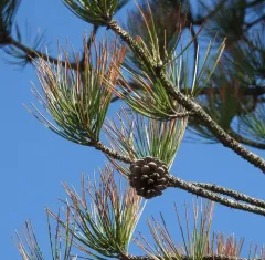 black pine thumbnail 2
